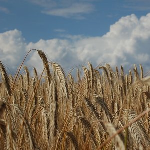 Roggen in Maissau ©Harald Schally/LK Niederösterreich