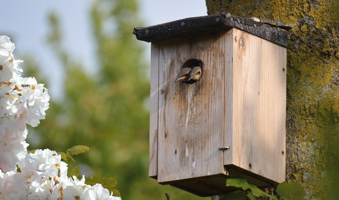 Der Starnachwuchs im Nistkasten bringt im Frühling leben in den Garten. ©pixabay