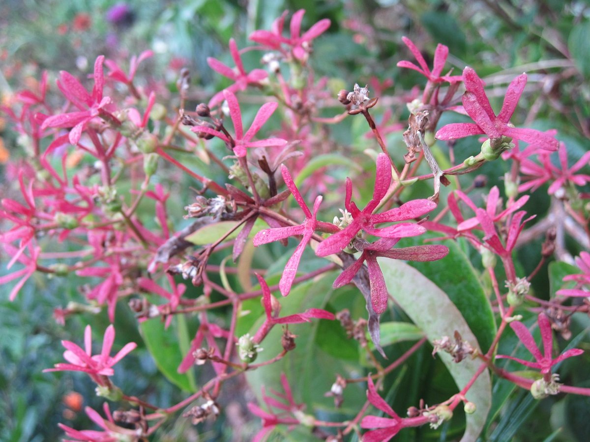 Sieben Söhne des Himmels Strauch