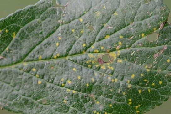 Zwetschkenrost auf Blattoberseite ©Josef Rögner/LK Niederösterreich