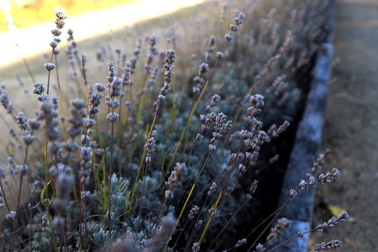 Schneide Lavendel regelmäßig stärker zurück aber nicht bis ins alte Holz. ©pixabay