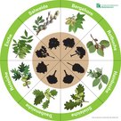 Baumlegekreis mit Bergahorn, Rotbuche, Hainbuche, Stieleiche, Traubeneiche, Roteiche, Esche und Salweide