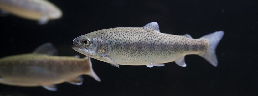 Regenbogenforellen in Durchflussanlagen ©Florian Kainz/Archiv Aqua