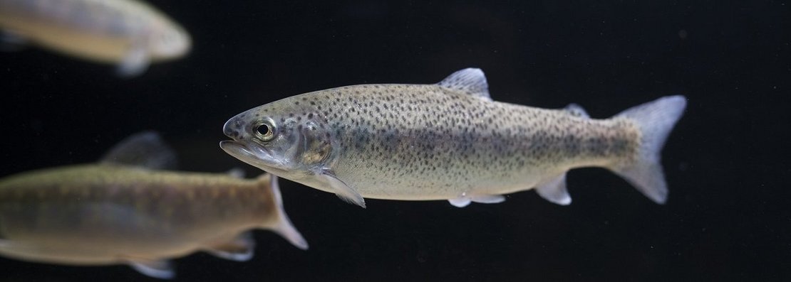 Regenbogenforellen in Durchflussanlagen ©Florian Kainz/Archiv Aqua