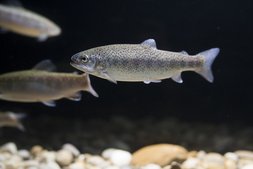 Regenbogenforellen in Durchflussanlagen ©Florian Kainz/Archiv Aqua