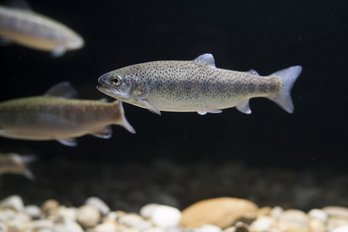 Regenbogenforellen in Durchflussanlagen ©Florian Kainz/Archiv Aqua