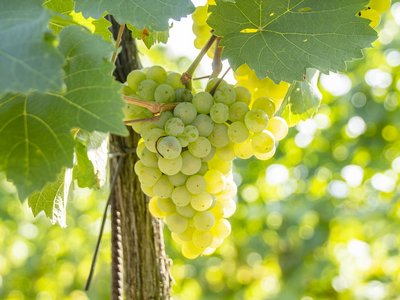 Weintrauben am Rebstock ©Sonja Hießberger/LK Niederösterreich