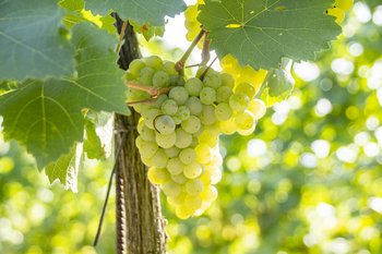 Weintrauben am Rebstock ©Sonja Hießberger/LK Niederösterreich