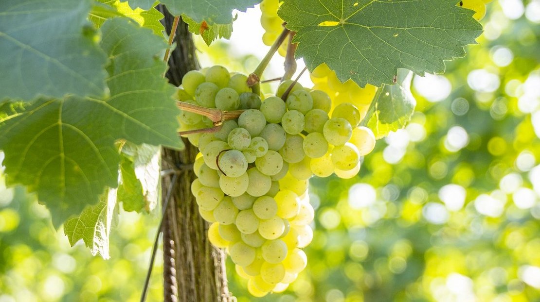 Weintrauben am Rebstock ©Sonja Hießberger/LK Niederösterreich