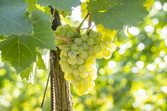 Weintrauben am Rebstock ©Sonja Hießberger/LK Niederösterreich