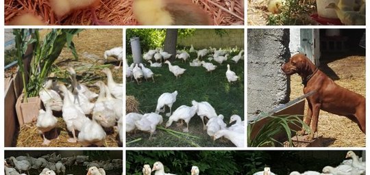 Geflügelhof WERNER, Familie Werner Titelbild