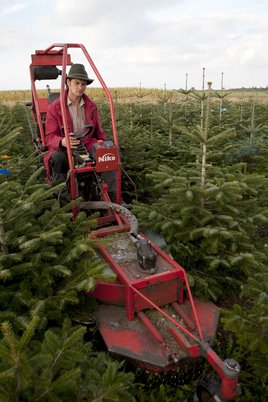 Rasen mähen und Unkraut beseitigen ©www.weihnachtsbaum.at