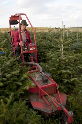 Rasen mähen und Unkraut beseitigen ©www.weihnachtsbaum.at