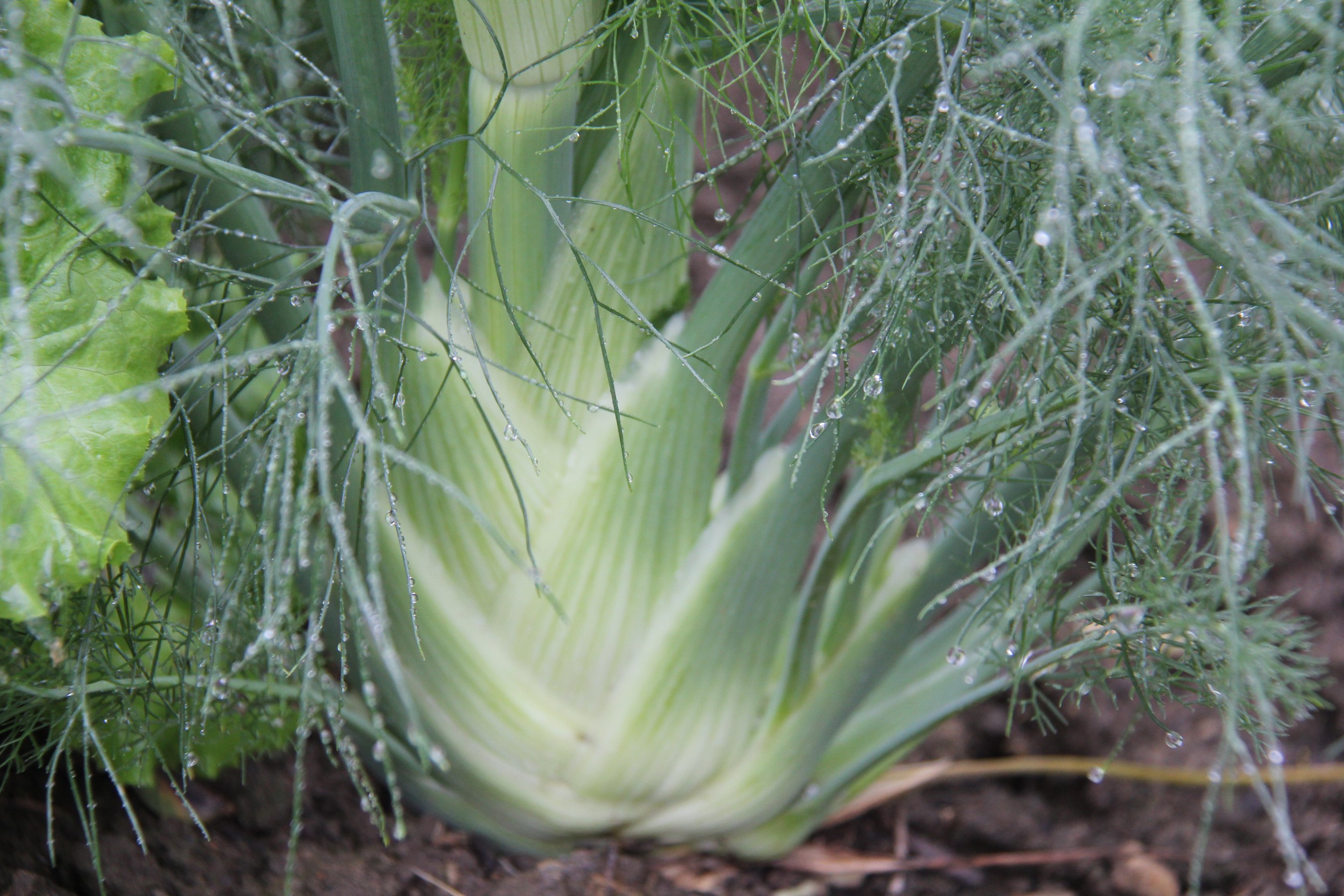 Fenchel