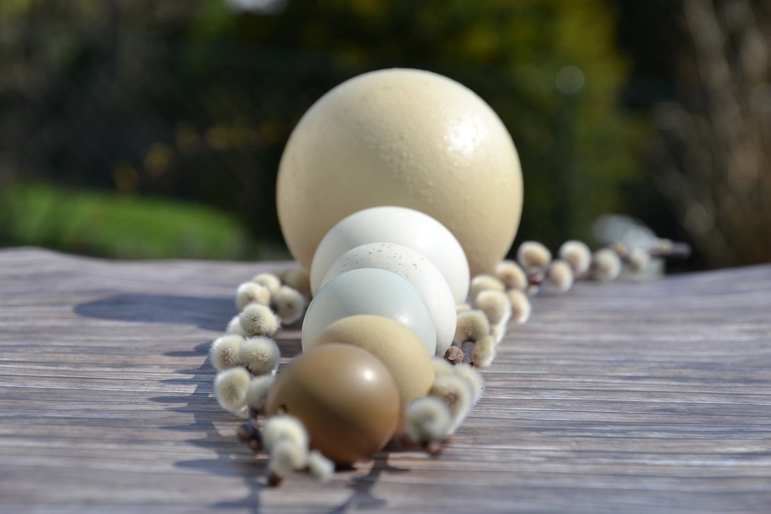 Größenvergleich von Eiern ©pixabay