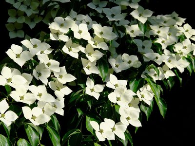 Japanischer Blumenhartriegel