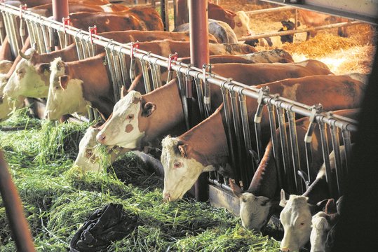 Rinder im Stall ©René van Bakel_asablanca.com/LK Niederösterreich