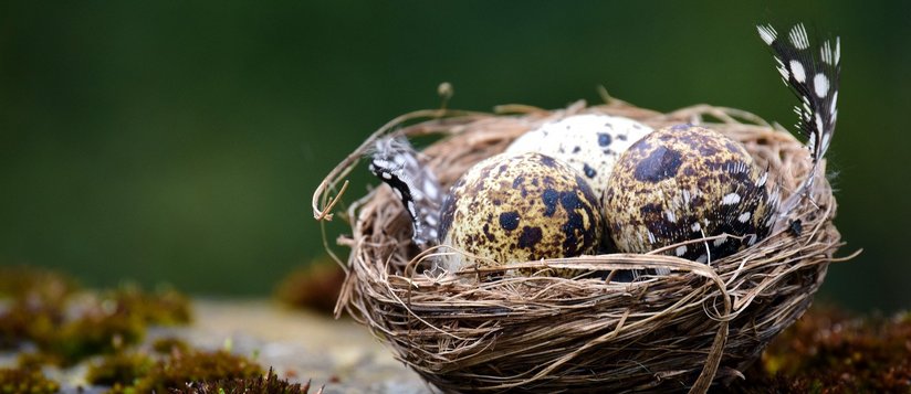 Nest mit gesprenkelten Eiern ©pixabay