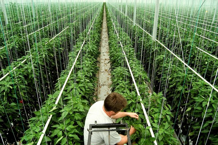 Paprika im Glashaus ©AMA Marketing