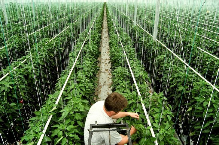 Paprika im Glashaus ©AMA Marketing