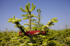 Mit dem Baumregler wird das Wachstum der Bäume angepasst.