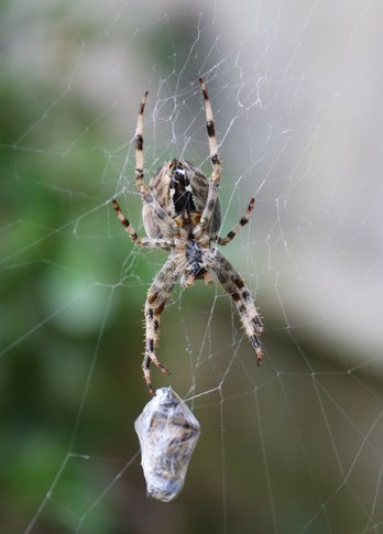 Gartenkreuzspinne mit Beute ©pixabay