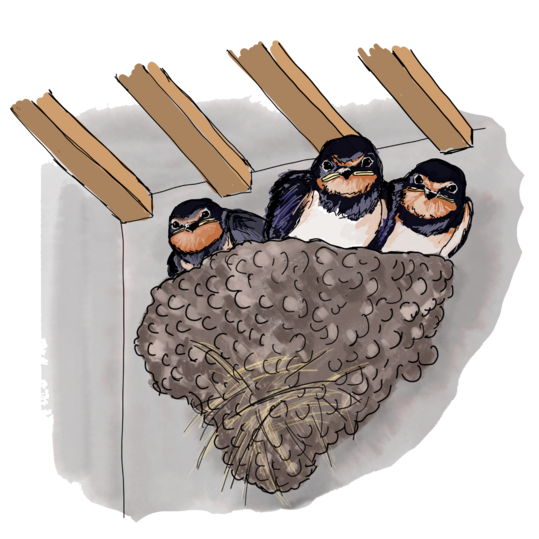 Rauchschwalben im Nest unterm Dach