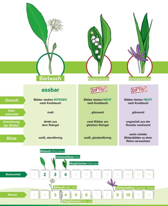 Infografik Unterschiede Merkmale Bärlauch Maiglöckchen Herbstzeitlose ©Eva Kail/LK Niederösterreich