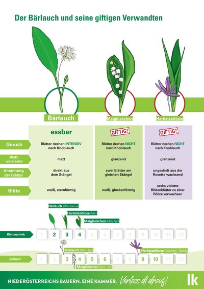 Infografik Unterschiede Merkmale Bärlauch Maiglöckchen Herbstzeitlose ©Eva Kail/LK Niederösterreich