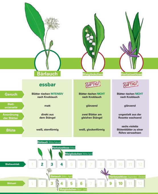 Infografik Unterschiede Merkmale Bärlauch Maiglöckchen Herbstzeitlose ©Eva Kail/LK Niederösterreich