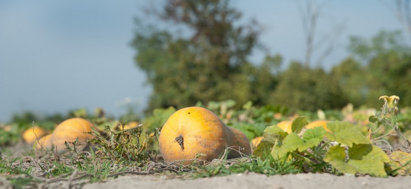 Kürbis am Feld ©Eva Lechner/LK Niederösterreich