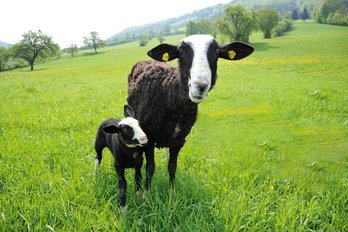 Schafe mit Lamm auf der Weide