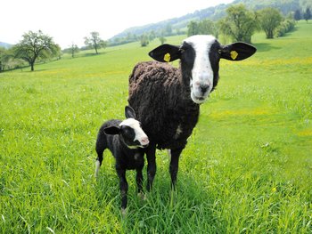 Schafe mit Lamm auf der Weide