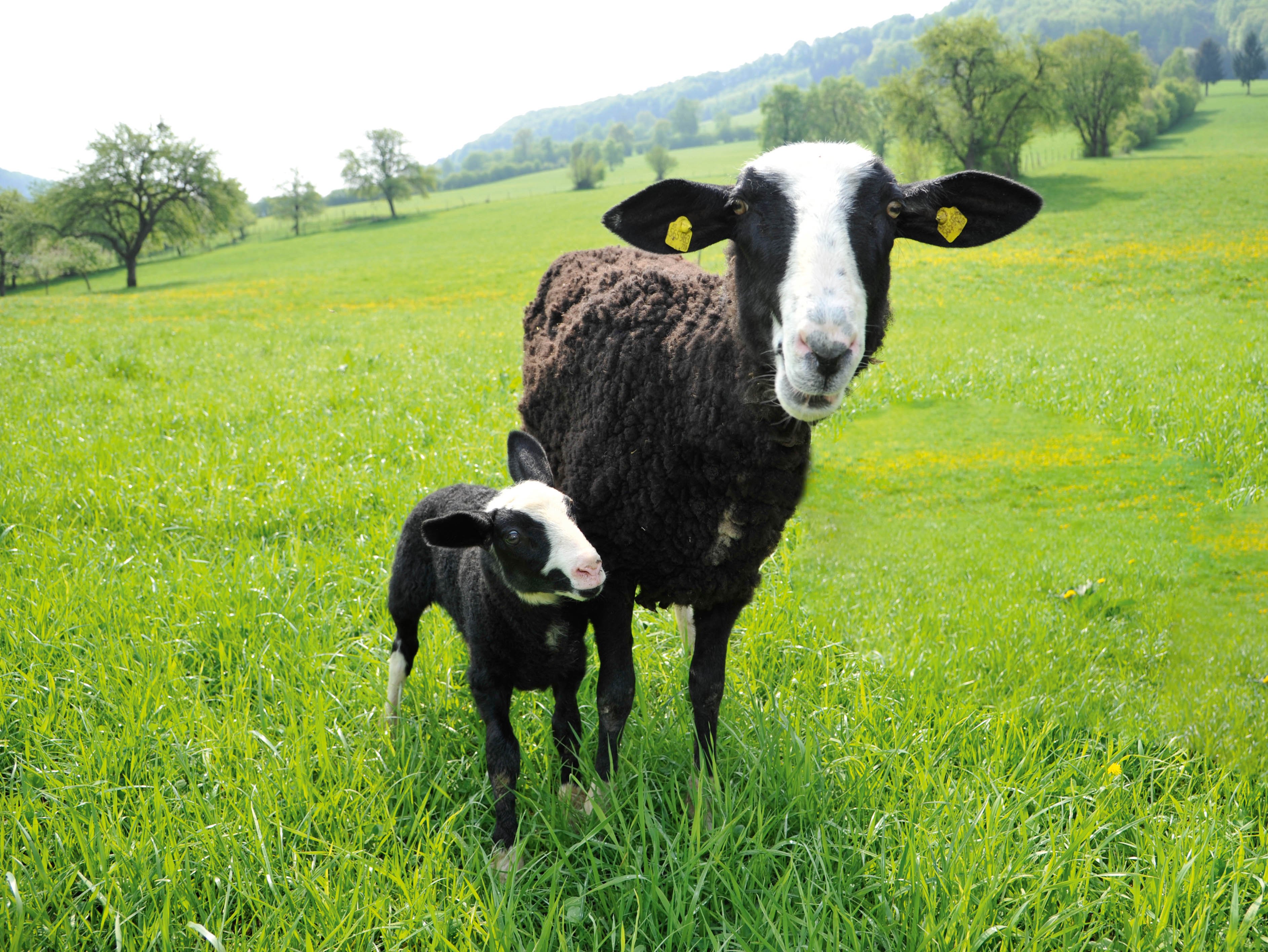 Schafe mit Lamm auf der Weide