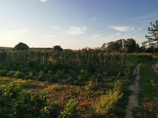 Selbsterntefelder sind gefragt wie nie zuvor ©Teresa Neuhold/LK Niederösterreich