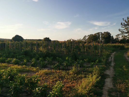 Selbsterntefelder sind gefragt wie nie zuvor ©Teresa Neuhold/LK Niederösterreich