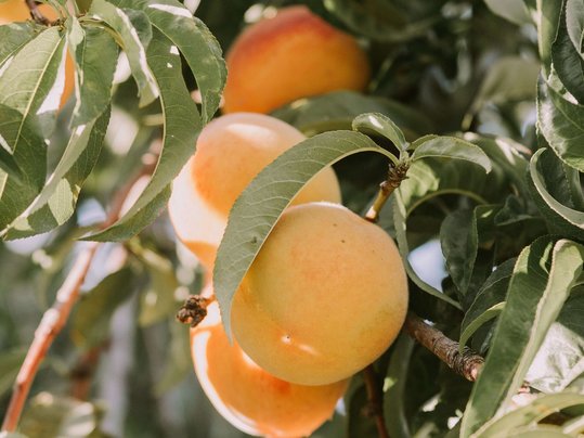 Aprikosen hängen bei Sonnenschein am Baum zwischen grünen Blättern und 