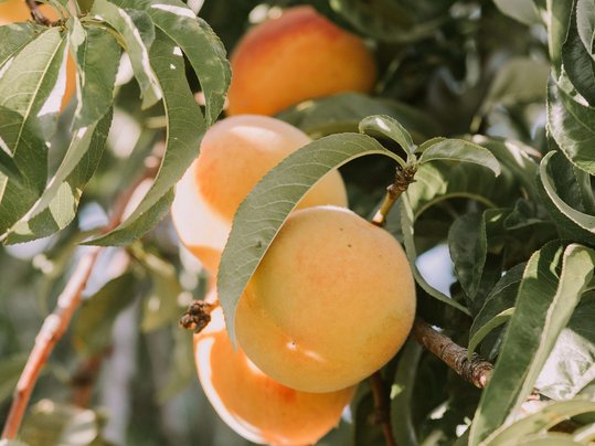 Aprikosen hängen bei Sonnenschein am Baum zwischen grünen Blättern und 