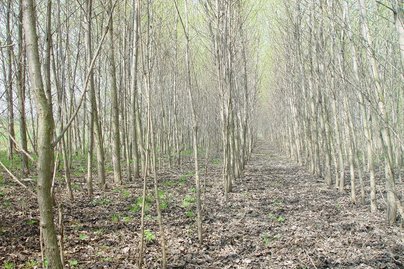 Energieholz ©Fotoarchiv Forst/LK Niederösterreich