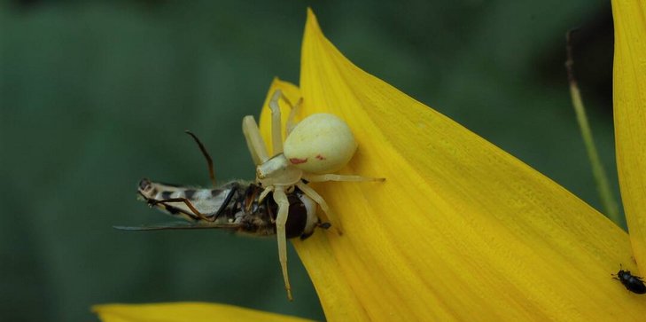 Krabbenspinne