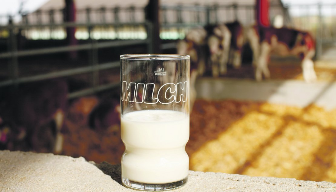 Ein mit Milch gefülltes Glas mit Aufschrift Milch steht in einem Kuhstall.