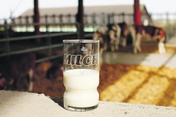 Ein mit Milch gefülltes Glas mit Aufschrift Milch steht in einem Kuhstall.