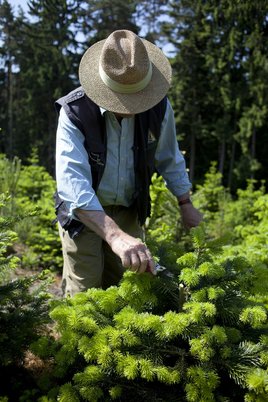 Mann schneidet den jungen Baum