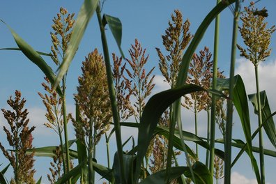 Sorghum in Lanzenkirchen in September ©Harald Schally/LK Niederösterreich