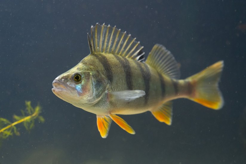 Flussbarsch im Wasser ©Florian Kainz/Archiv Aqua