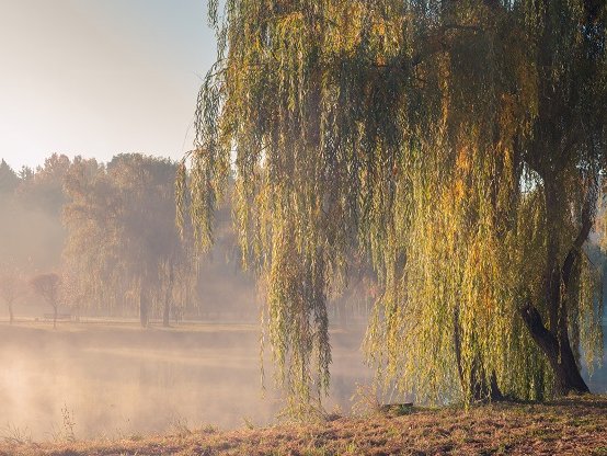 autumn foggy morning in the city park