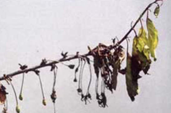 Zweigmonilia ©Josef Rögner/LK Niederösterreich