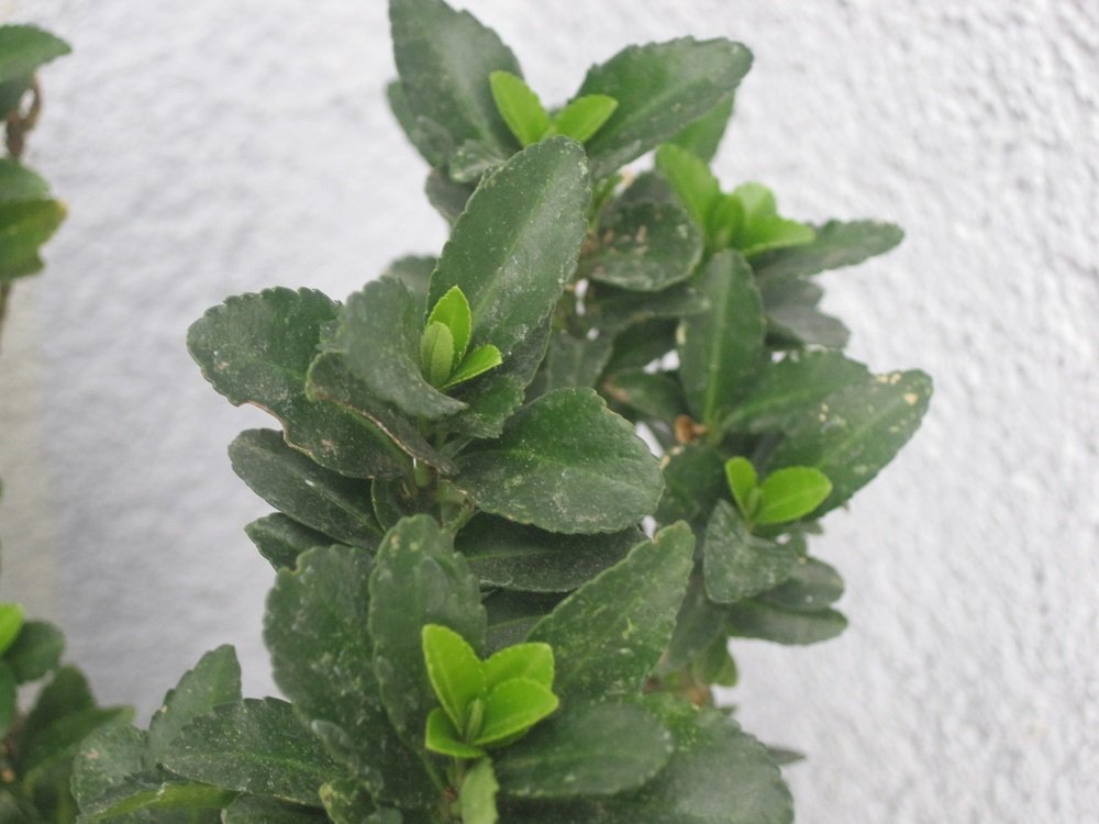 Japanischer Spindelstrauch ©Christian Kornherr/LK Niederösterreich