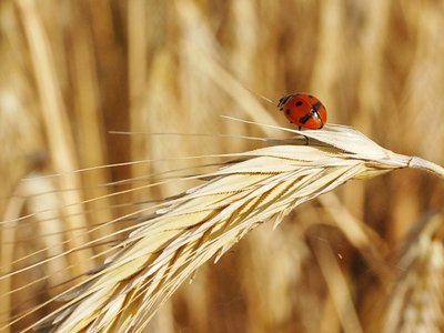 Roggen am Feld in Maissau