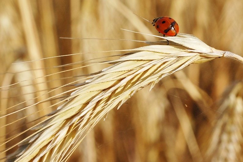 Roggen am Feld in Maissau